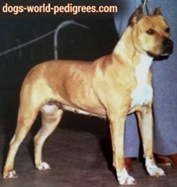 picture of dog