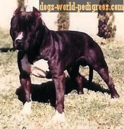picture of dog