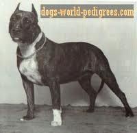 picture of dog