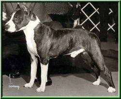 picture of dog