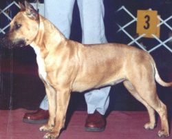 picture of dog