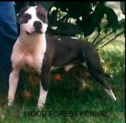 picture of dog
