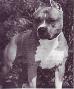 picture of dog