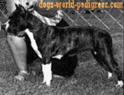 picture of dog
