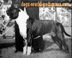 picture of dog