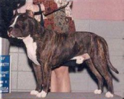 picture of dog