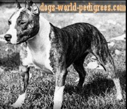 picture of dog