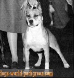picture of dog