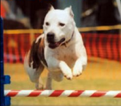 picture of dog