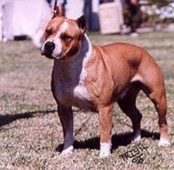 picture of dog