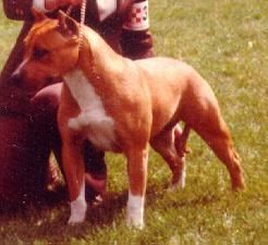 picture of dog