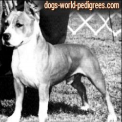 picture of dog