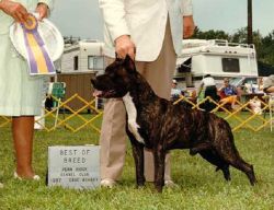 picture of dog