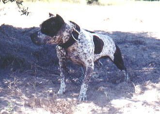 picture of dog