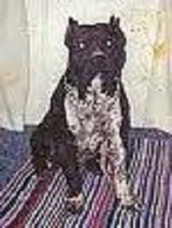 picture of dog