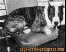 picture of dog