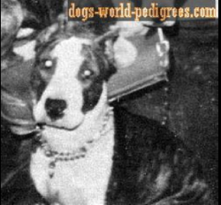 picture of dog