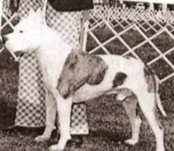 picture of dog