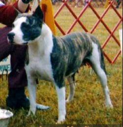 picture of dog