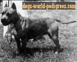 picture of dog