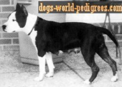 picture of dog
