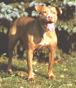 picture of dog