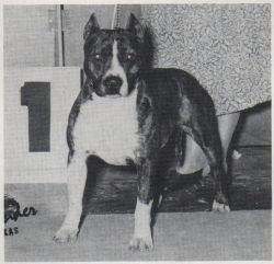 picture of dog