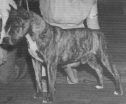 picture of dog