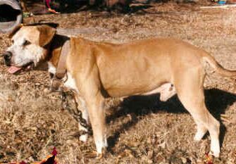 picture of dog
