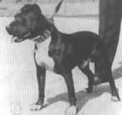 picture of dog