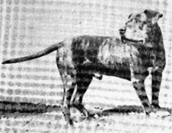 picture of dog