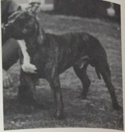 picture of dog