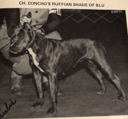 picture of dog