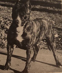 picture of dog