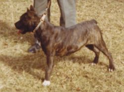 picture of dog