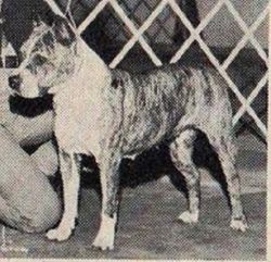 picture of dog