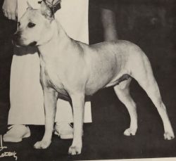 picture of dog