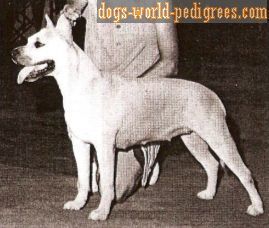 picture of dog
