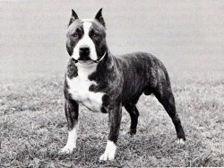 picture of dog
