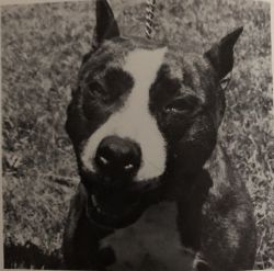 picture of dog