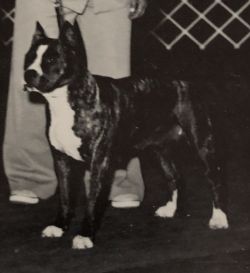 picture of dog