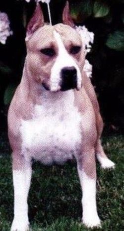 picture of dog