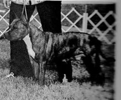 picture of dog