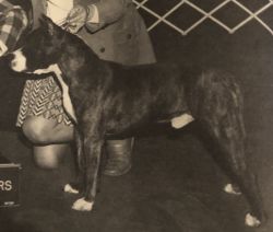picture of dog