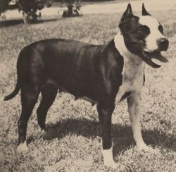 picture of dog