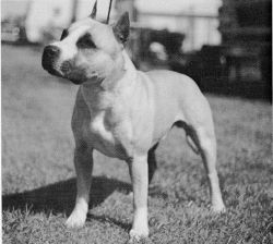 picture of dog