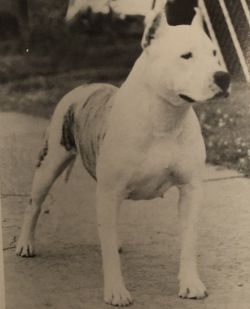 picture of dog
