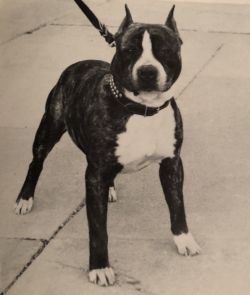 picture of dog