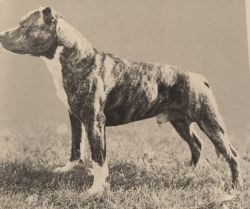 picture of dog