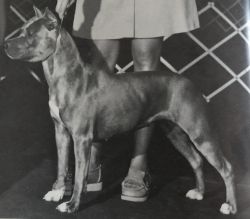 picture of dog